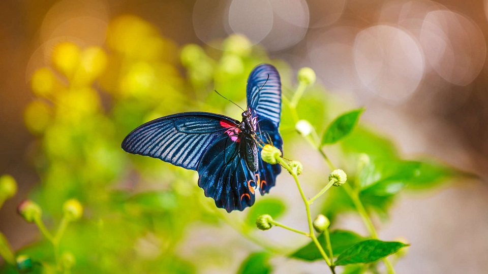 mariposa alas negras